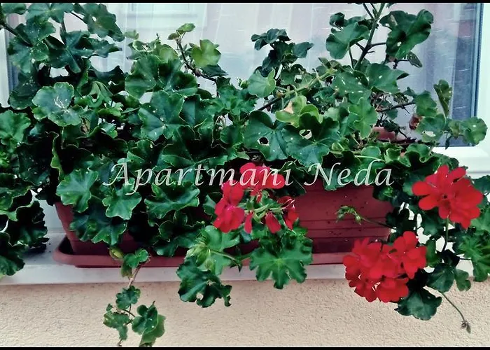 Neda * Rogoznica (Sibenik-Knin)